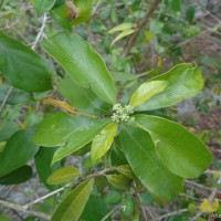 Gynochthodes umbellata (L.) Razafim. & B.Bremer